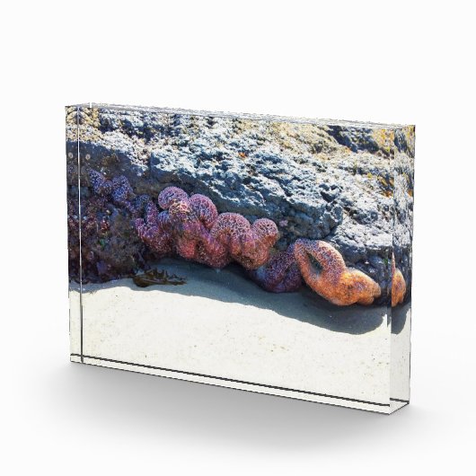 Farbiger Starfish am Bob Creek, OR Fotoblock (Rechts)