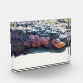 Farbiger Starfish am Bob Creek, OR Fotoblock (Links)