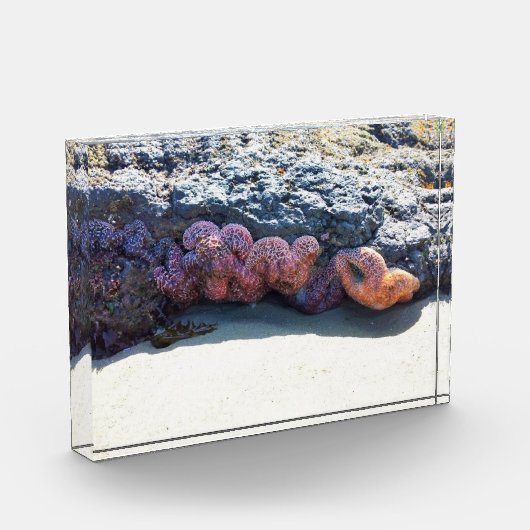 Farbiger Starfish am Bob Creek, OR Fotoblock (Links)