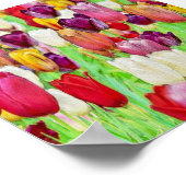 Farbiger Tulpengarten Poster (Ecke)
