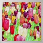 Farbiger Tulpengarten Poster (Vorne)
