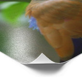 Farbiger Vogel Fotodruck (Ecke)