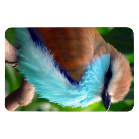 Farbiger Vogel Magnet (Horizontal)