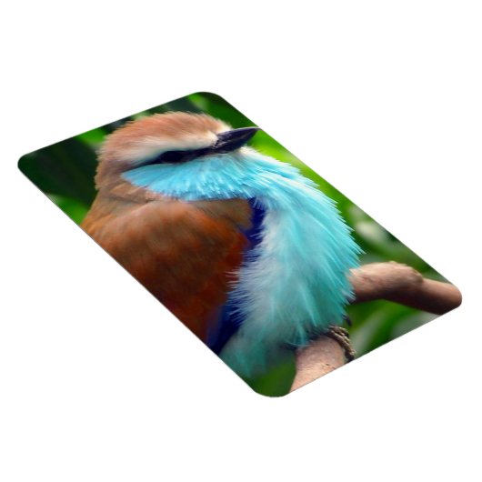 Farbiger Vogel Magnet (Rechte Seite)