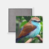 Farbiger Vogel Magnet (Vorderseite/Rückseite)
