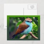 Farbiger Vogel Postkarte (Vorne/Hinten)