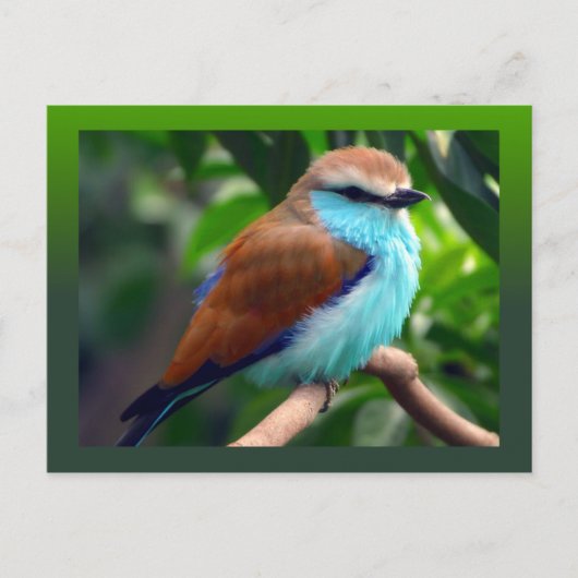 Farbiger Vogel Postkarte (Vorderseite)