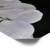 Farbiges Center White Lacecap Hydrangea Poster (Ecke)