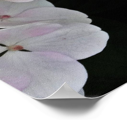 Farbiges Center White Lacecap Hydrangea Poster (Ecke)