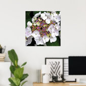 Farbiges Center White Lacecap Hydrangea Poster (Heimbüro)