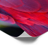 Farbiges Ektuspapagei-Poster Poster (Ecke)