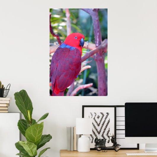 Farbiges Ektuspapagei-Poster Poster (Heimbüro)