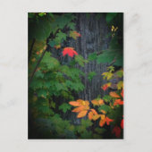 farbiges Fallblatt Postkarte (Vorderseite)