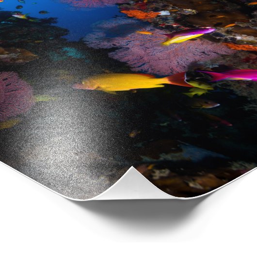 Farbiges Korallenmeer Foto Print (Ecke)