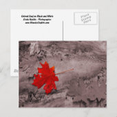 Farbiges Leaf auf schwarz-weißer Postkarte (Vorne/Hinten)