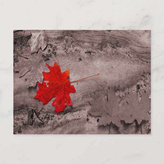 Farbiges Leaf auf schwarz-weißer Postkarte (Vorderseite)