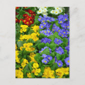 Farbiges Muster Postkarte (Vorderseite)