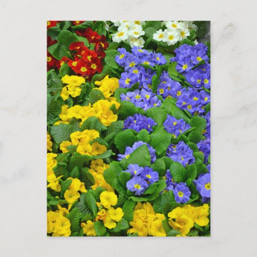 Farbiges Muster Postkarte (Vorderseite)