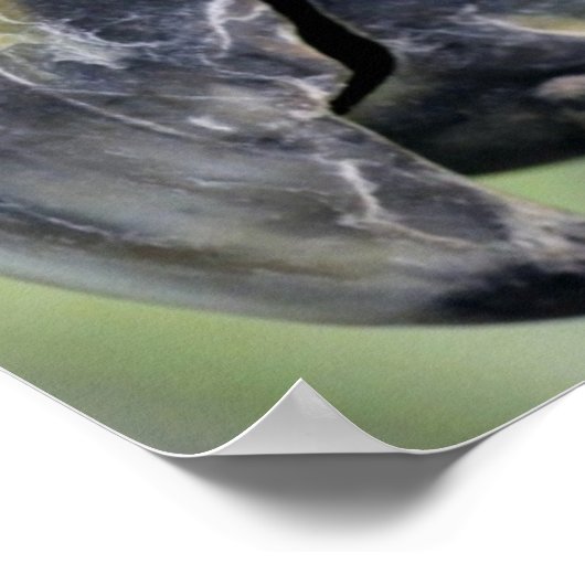 Farbiges Papageienposter Poster (Ecke)