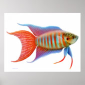 Farbiges Paradies Gourami Fisch Printwerbung Poster (Vorne)