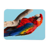 Farbiges Portrait-Foto Magnet (Horizontal)