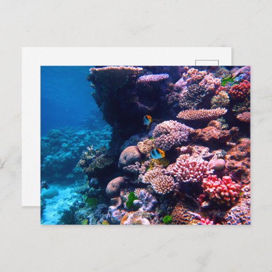 Farbiges tropisches Korallenriff Postkarte (Vorne/Hinten)