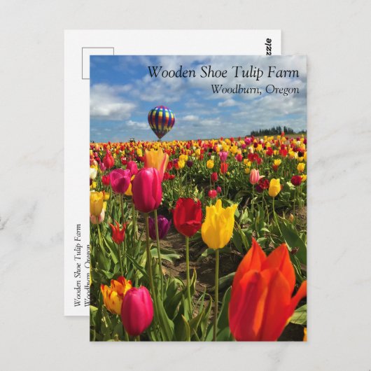 Farbiges Tulip-Feld mit ballon-Postkarte Postkarte (Vorne/Hinten)