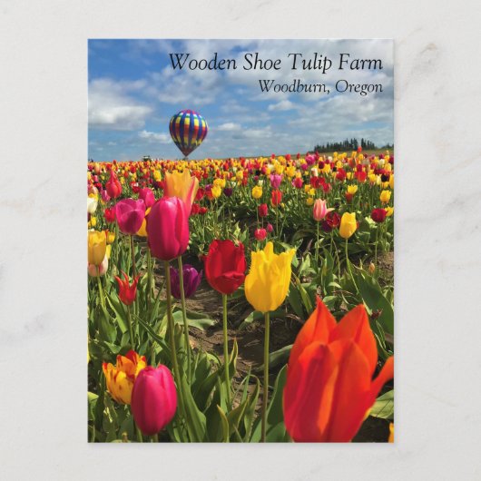 Farbiges Tulip-Feld mit ballon-Postkarte Postkarte (Vorderseite)