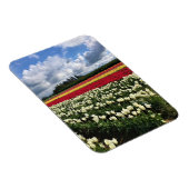 Farbiges Tulip Field, Oregon Magnet (Rechte Seite)