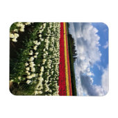 Farbiges Tulip Field, Oregon Magnet (Horizontal)