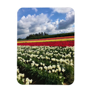 Farbiges Tulip Field, Oregon Magnet