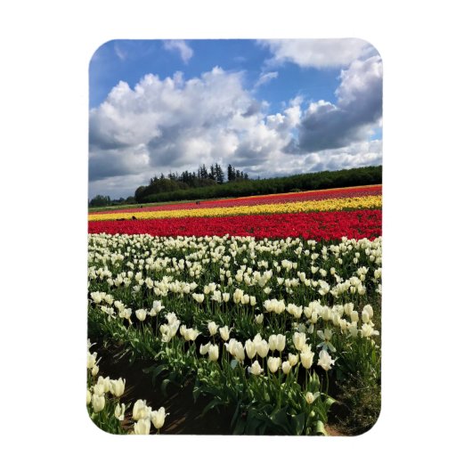 Farbiges Tulip Field, Oregon Magnet (Vertikal)