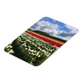 Farbiges Tulip Field, Oregon Magnet (Linke Seite)