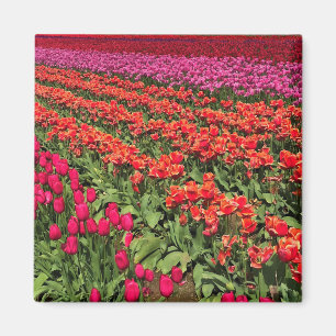 Farbiges Tulip Field, Oregon Magnet