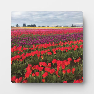 Farbiges Tulip Field, Waldbrand, Oregon Fotoplatte
