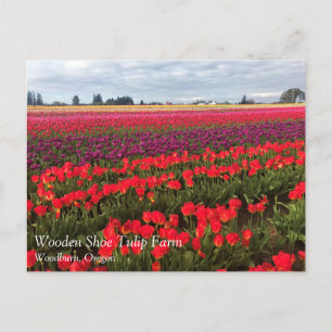 Farbiges Tulip Field, Waldbrand, Oregon Postkarte