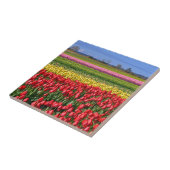 Farbiges Tulpenfeld Fliese (Seite)