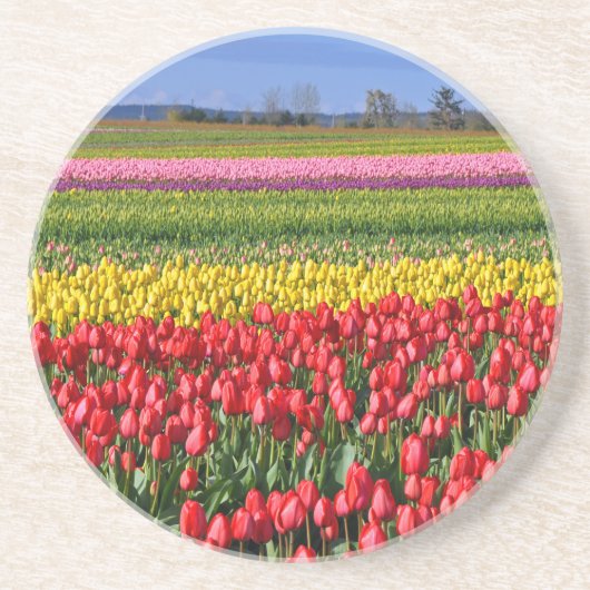 Farbiges Tulpenfeld Sandstein Untersetzer (Vorne)