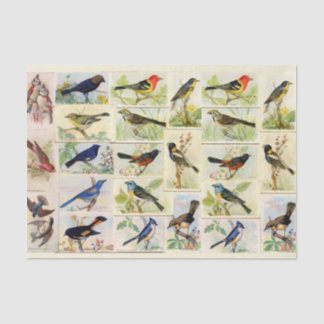 Farbiges Vogelgezwirnpapier Seidenpapier