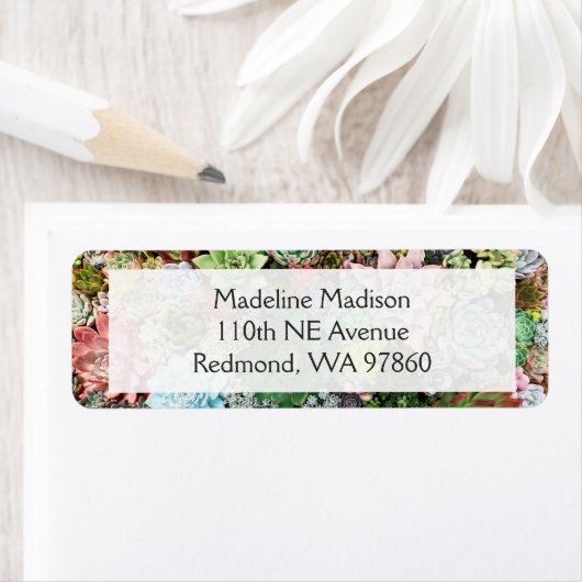 Farbliche Sukkulente (Insitu)