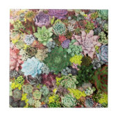 Farbliche Sukkulente Fliese (Vorderseite)