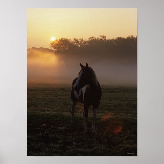 Farbpferd Stehend in Nebel bei Sonnenaufgang Poster (Vorne)