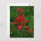 Farbpinsel Postkarte (Vorne/Hinten)