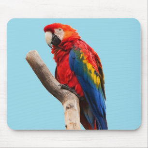 Farbporträtfoto eines Papageis Mousepad
