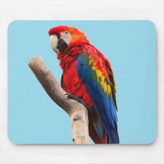 Farbporträtfoto eines Papageis Mousepad (Vorne)