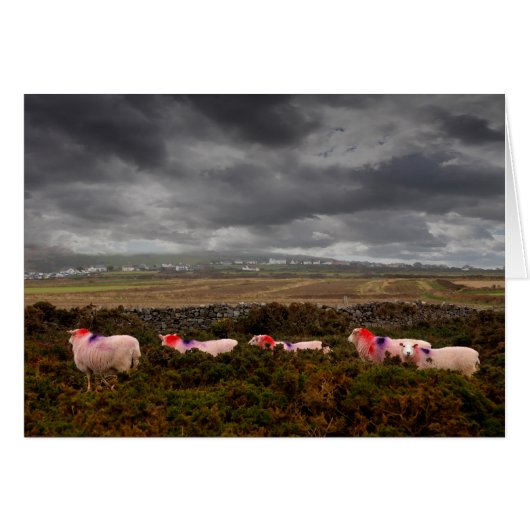 Farbschaf (Vorderseite (Horizontal))