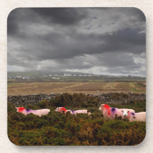 Farbschaf Getränkeuntersetzer