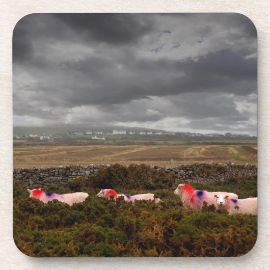 Farbschaf Getränkeuntersetzer (Vorderseite)