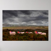 Farbschaf Poster (Vorne)