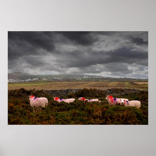 Farbschaf Poster (Vorne)